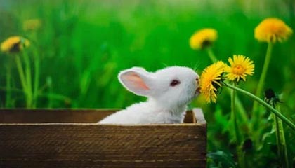 盛世娱乐官网-蓝湾高尔夫球大师赛中国选手张维维获亚军